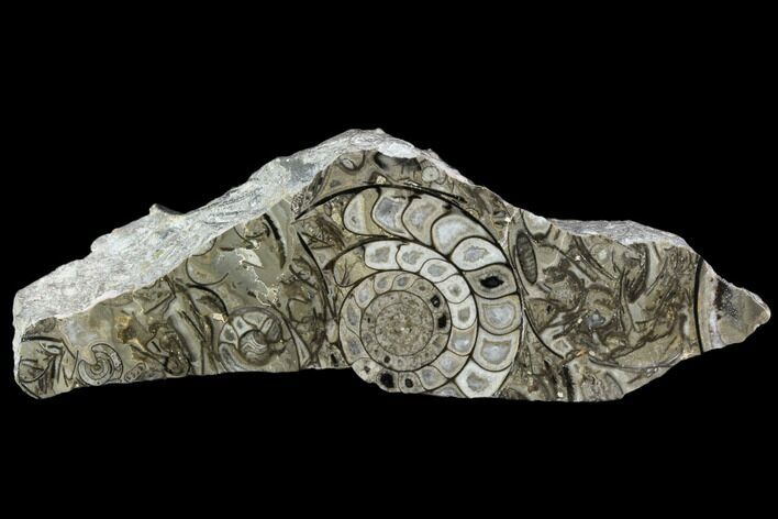 Polished Fossil Goniatite Cluster - Germany #125439